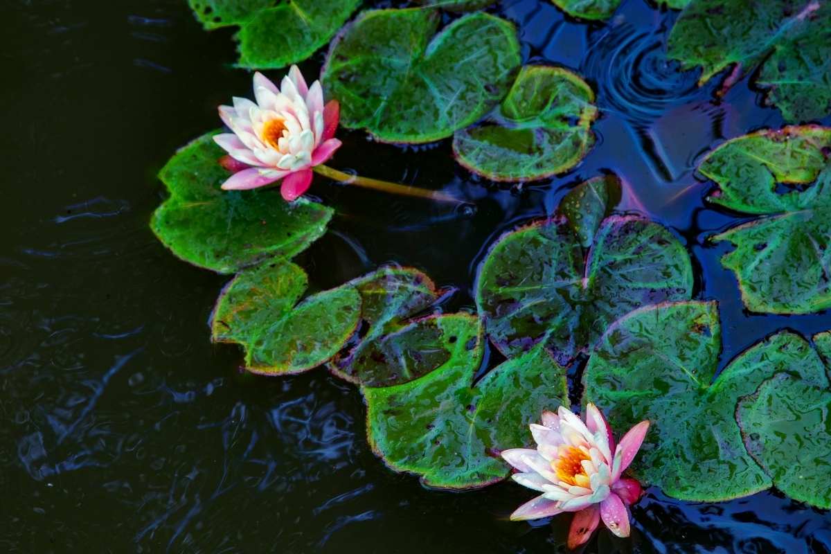 Comment créer un jardin de plantes aquatiques